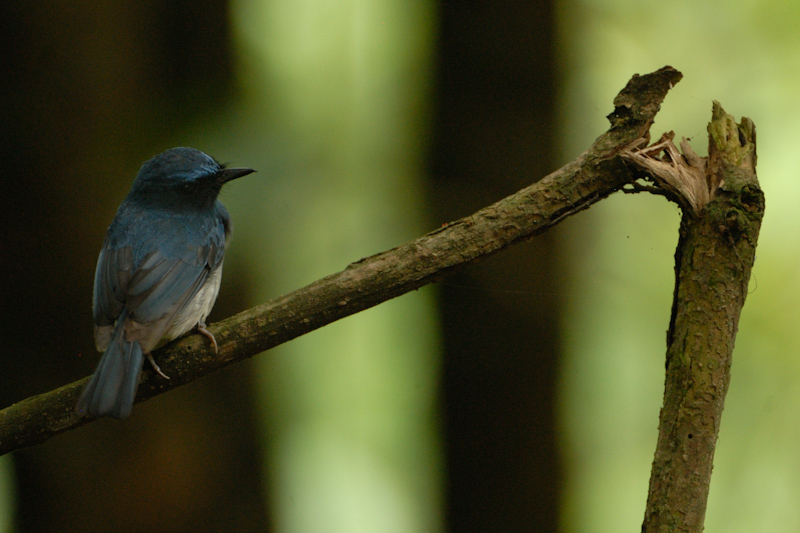 White-bellied Blue Flycatcher
