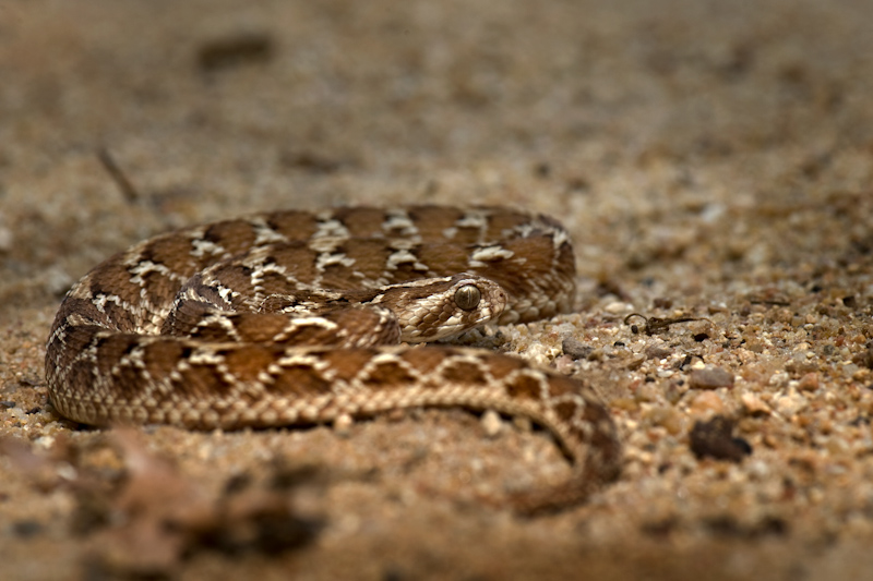 Saw scaled viper
