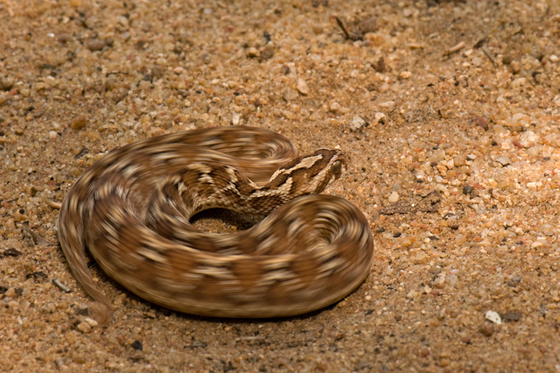 Saw scaled viper
