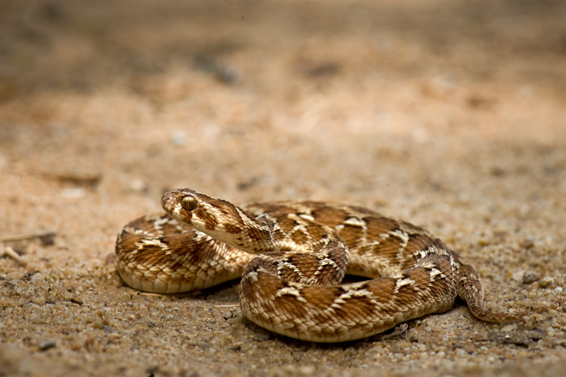 Saw scaled viper
