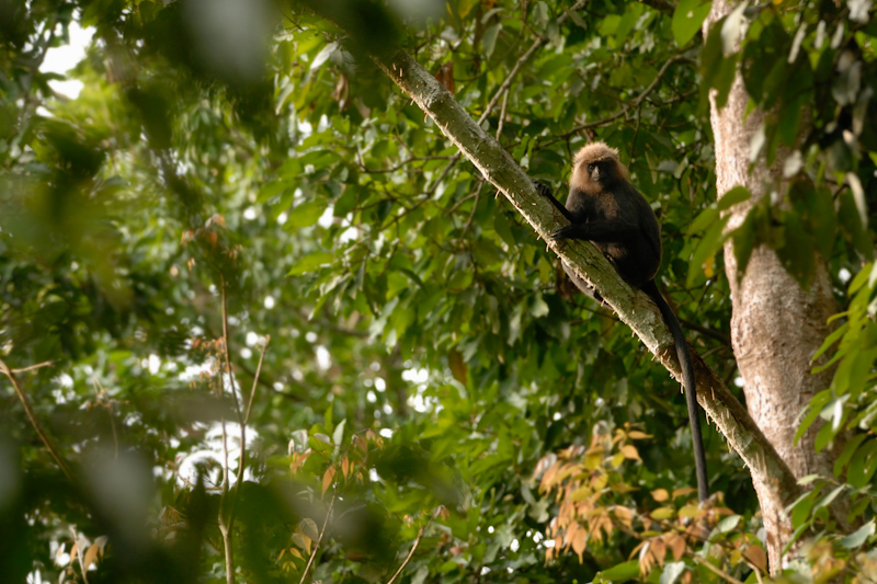 Nilgiri Langur
