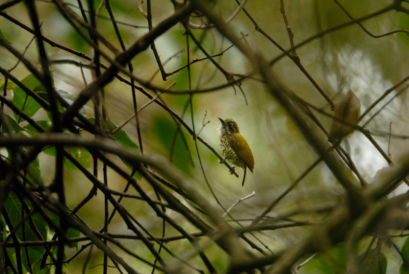 Speckled Piculet
