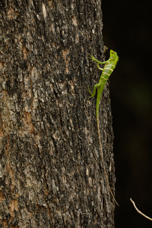 Green Calotes
