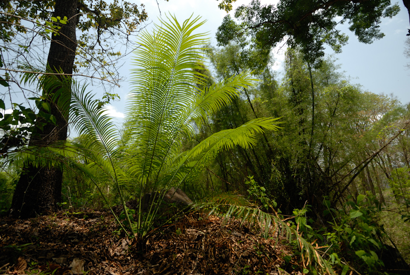 Cycas sp.
