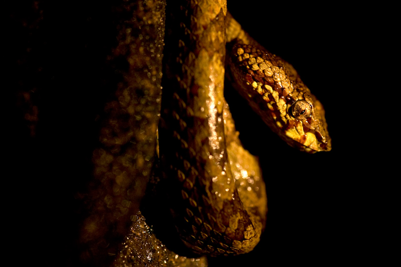 Malabar Pit Viper
