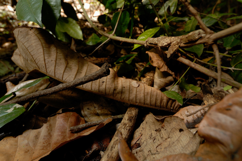 Malabar Pit Viper
