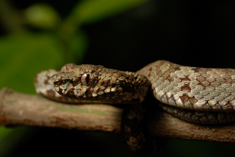 Malabar Pit Viper
