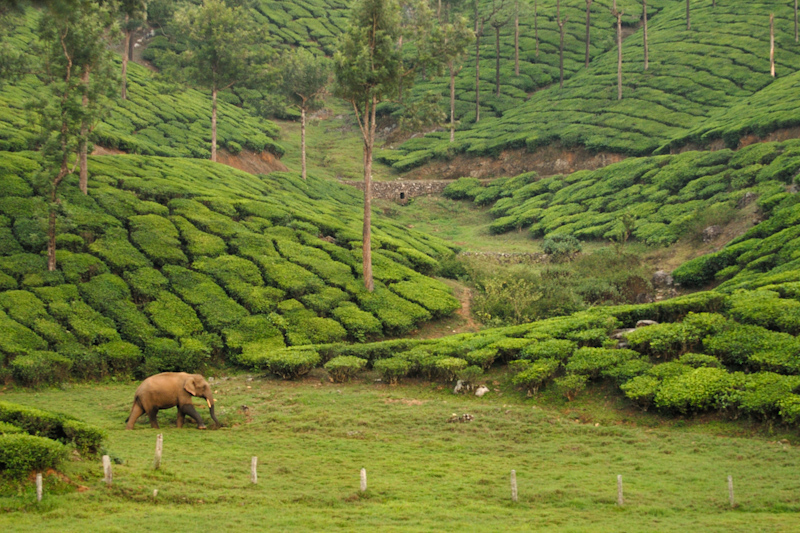 Elephant in Tea
