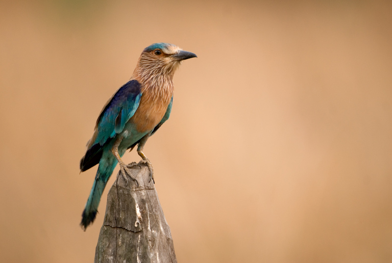 Indian Roller
