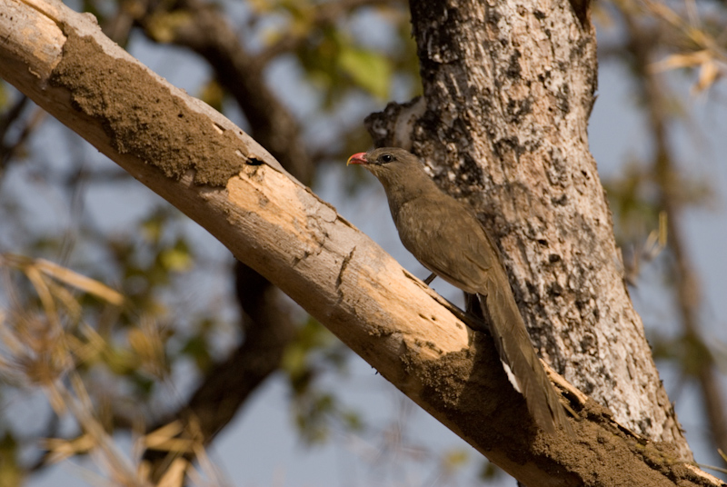 Sirkeer Malkoha
