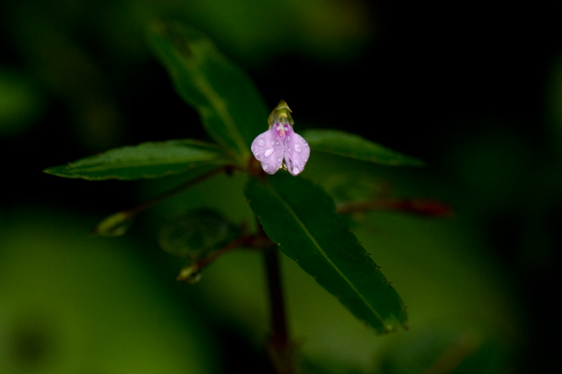 Impatiens
