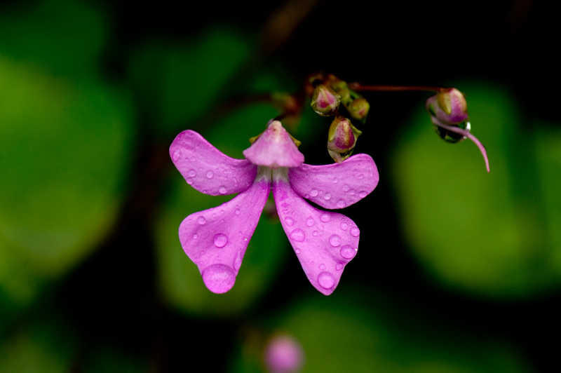 Impatiens
