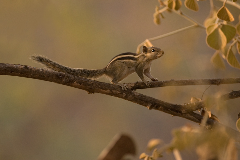 Five-striped Palm Squirrel
