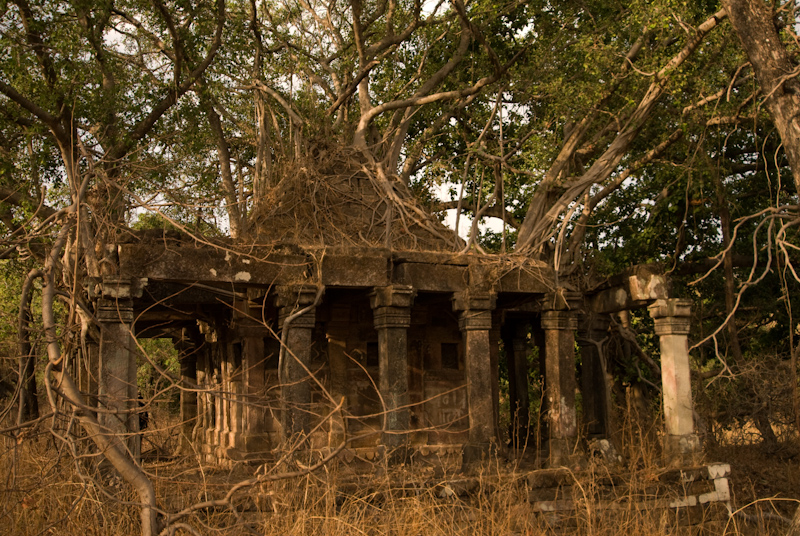 Ficus temple
