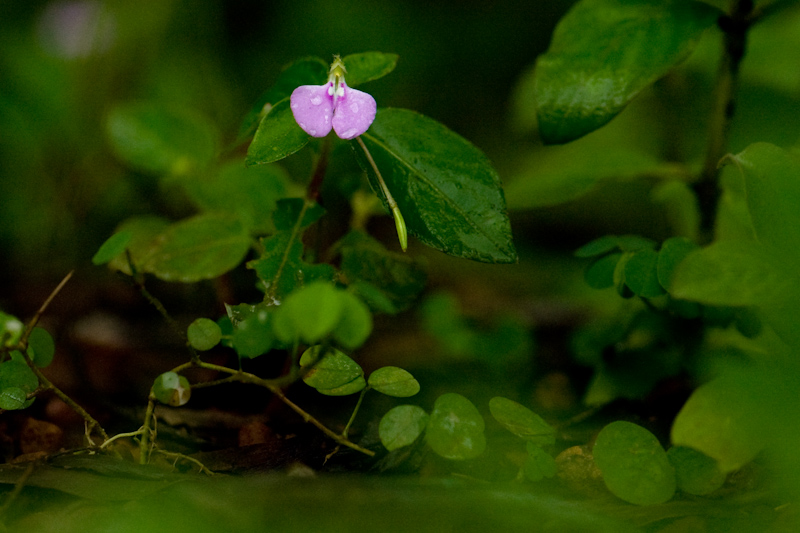 Impatiens
