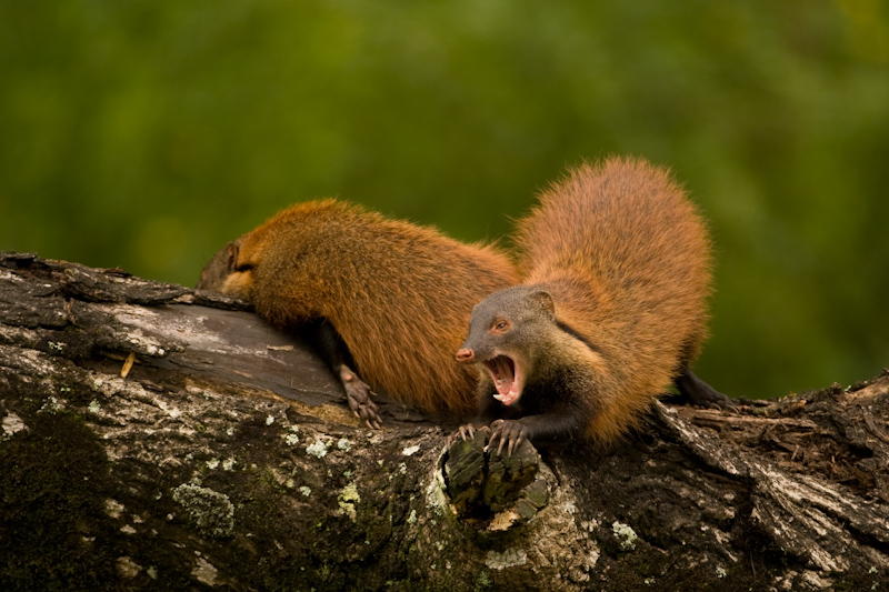 Stripe-necked mongoose
