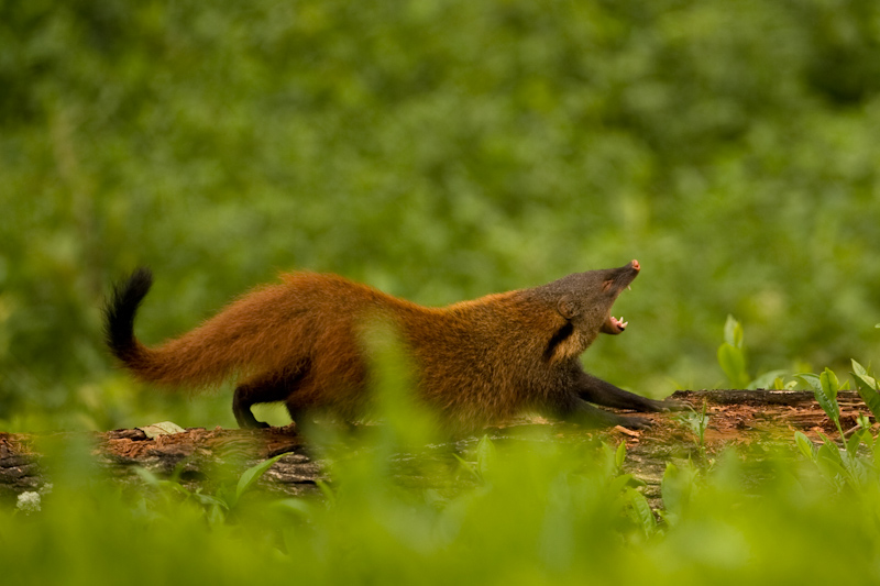 Stripe-necked mongoose
