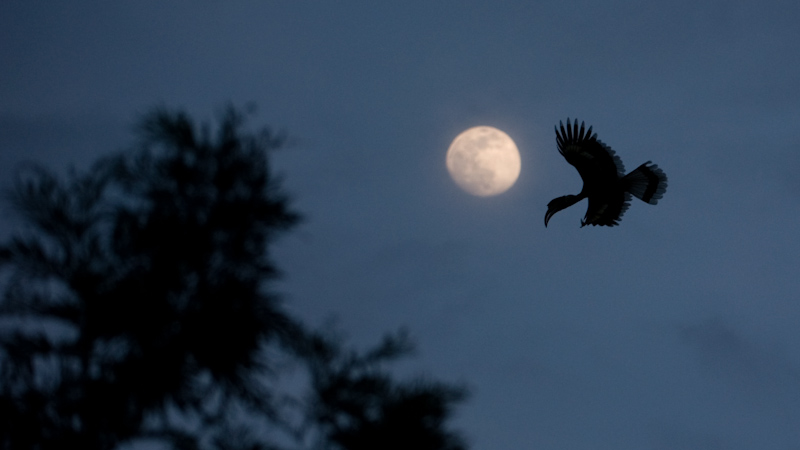 Great hornbill and moonrise
