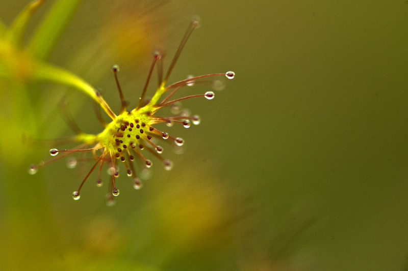 Drosera
