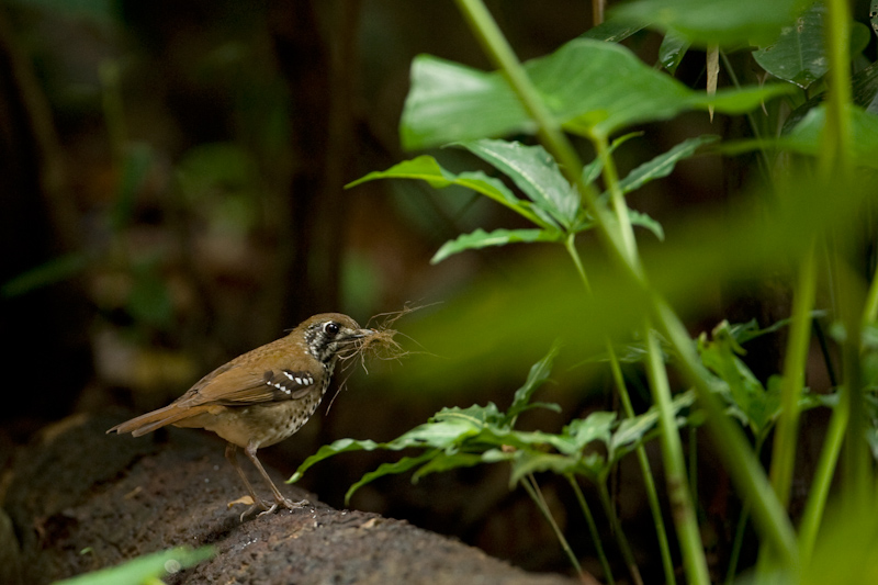Spot-winged thrush
