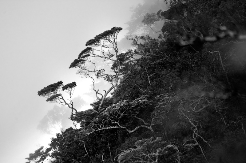 Shola forests in Hortons plains
