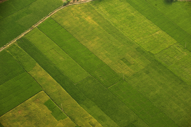 Paddy fields
