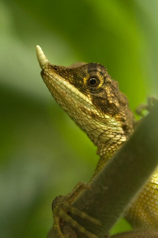 Rhino-horn Lizard
