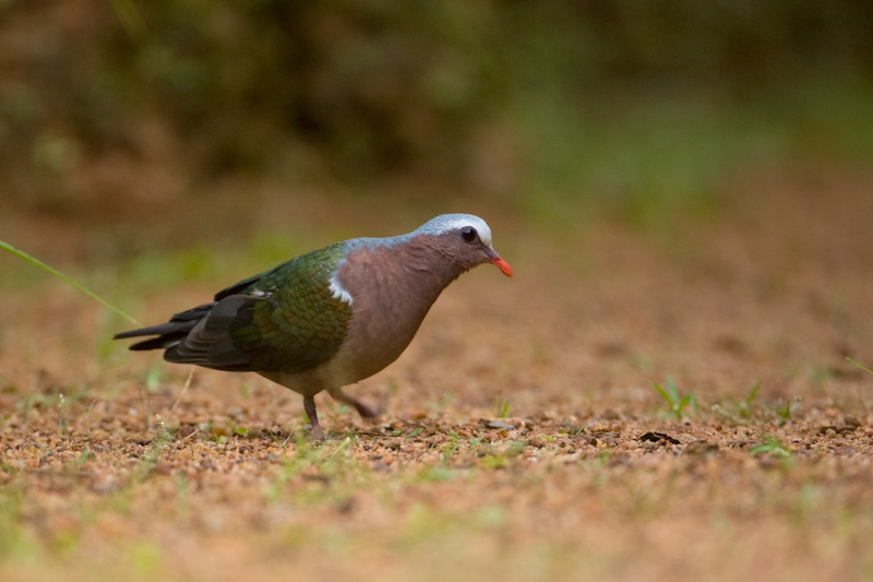 Emerald Dove
