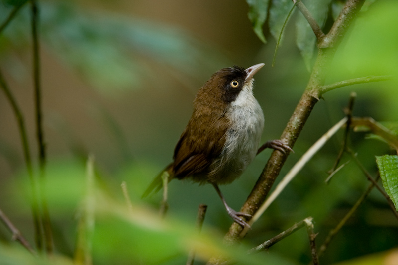 Dark-fronted babbler
