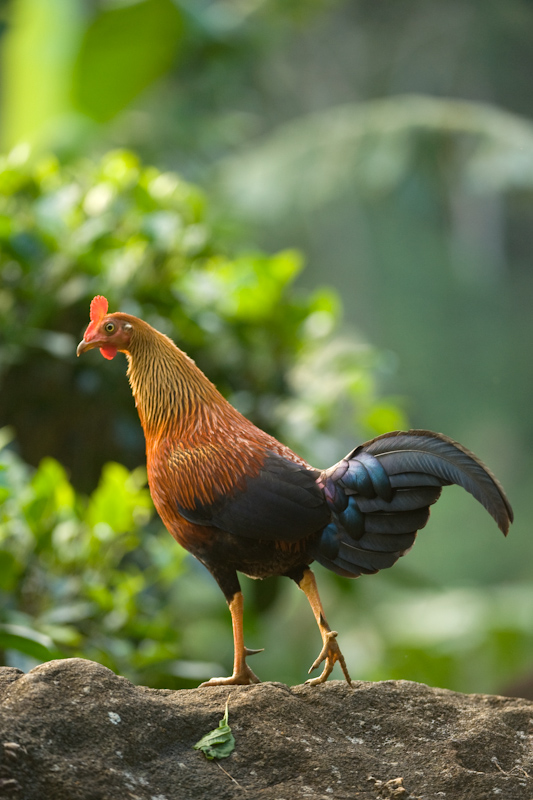 Sri Lankan Junglefowl
