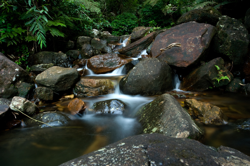 Stream at Sinharaja
