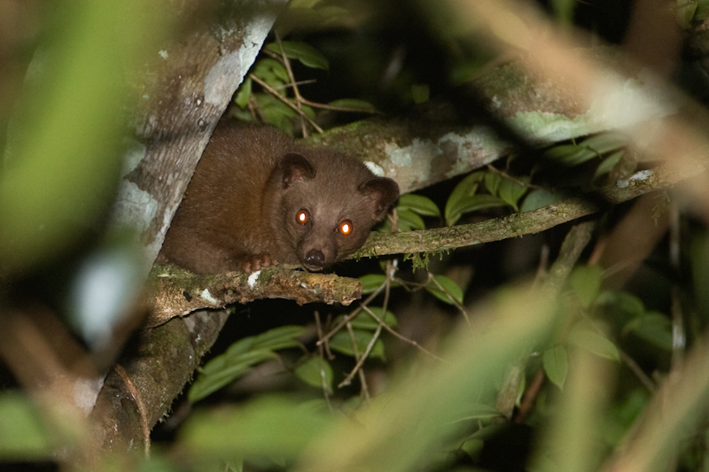 Golden palm civet
