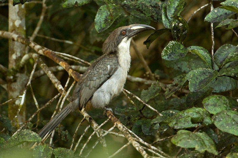 Sri Lankan grey hornbill
