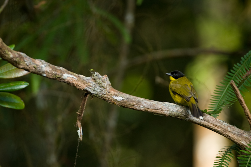 Black-capped bulbul
