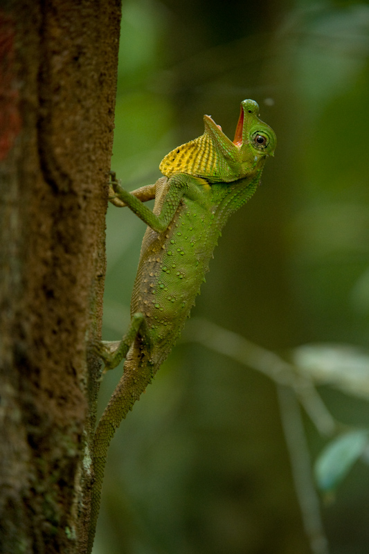 Hump-nosed lizard
