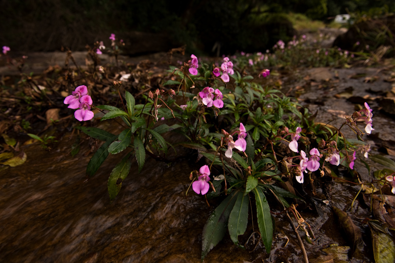 Impatiens thangachee
