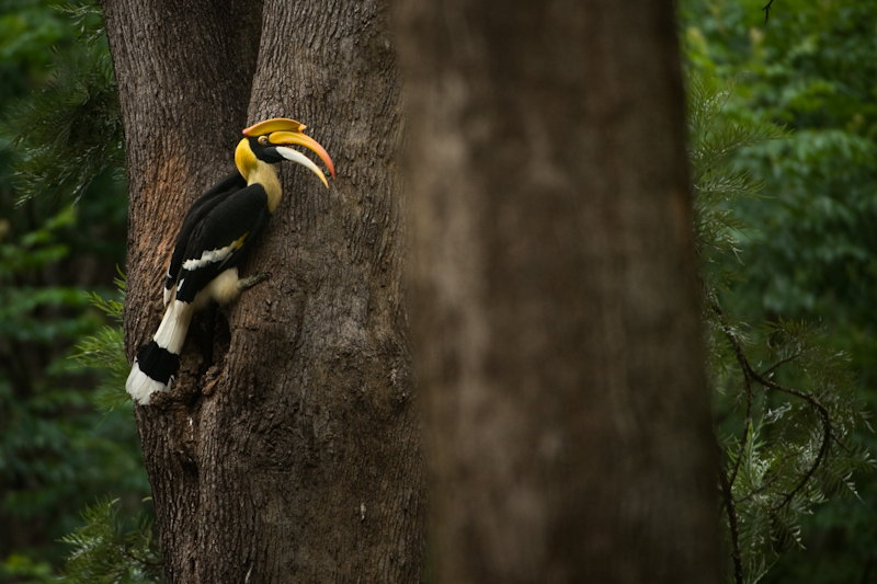 Great Hornbill
