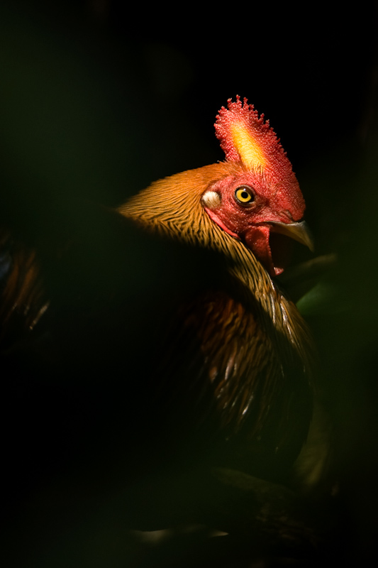 Sri lankan Jungle fowl
