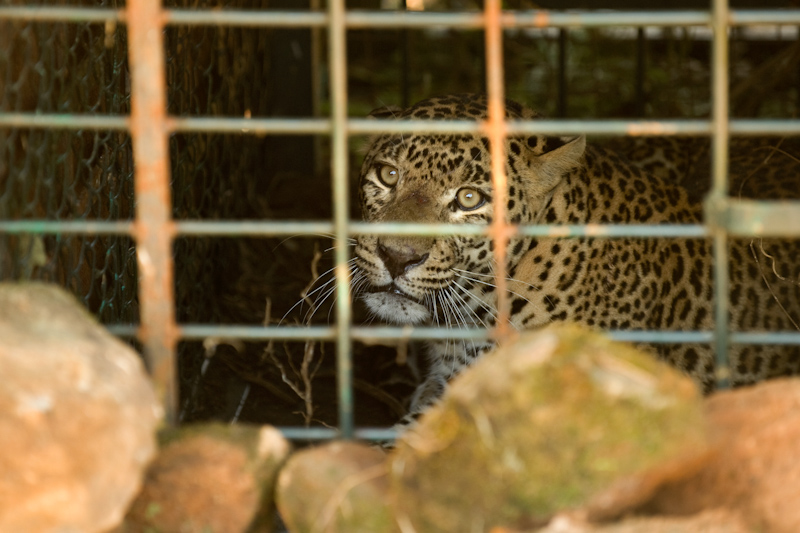 Leopard Capture
