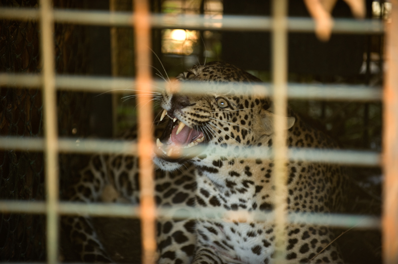 Leopard Capture
