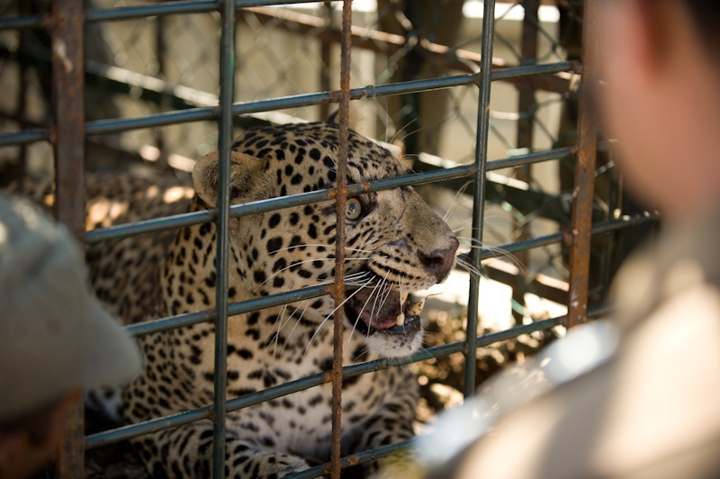 Leopard Capture
