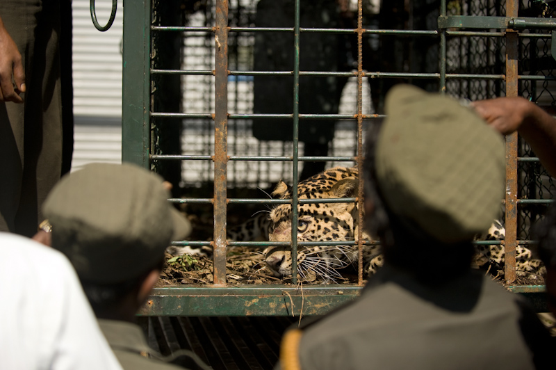 Leopard Capture
