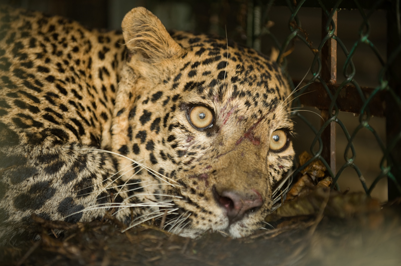 Leopard Capture
