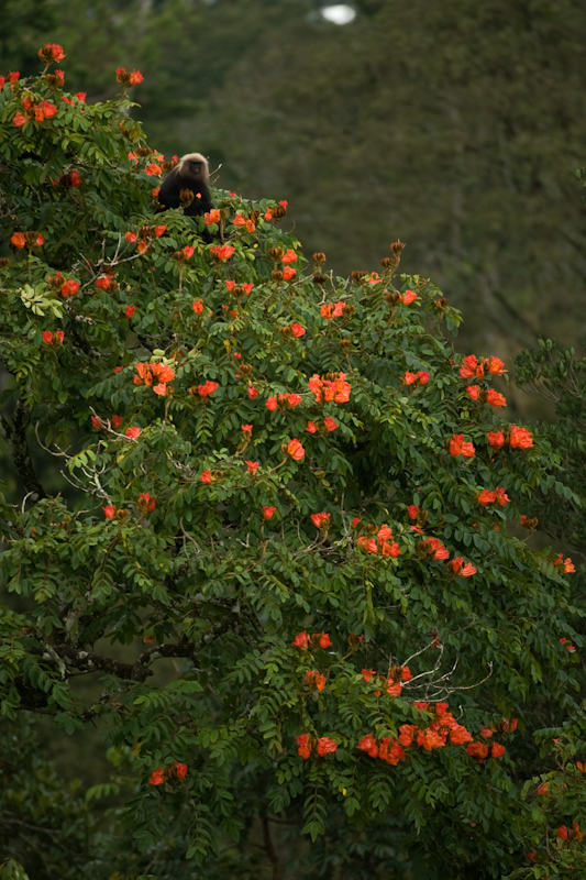 Langur 
