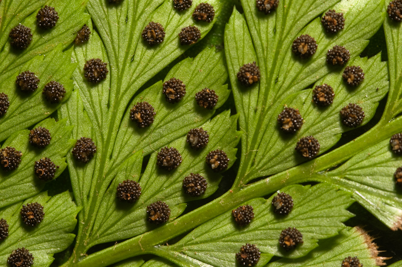 Spores on fern
