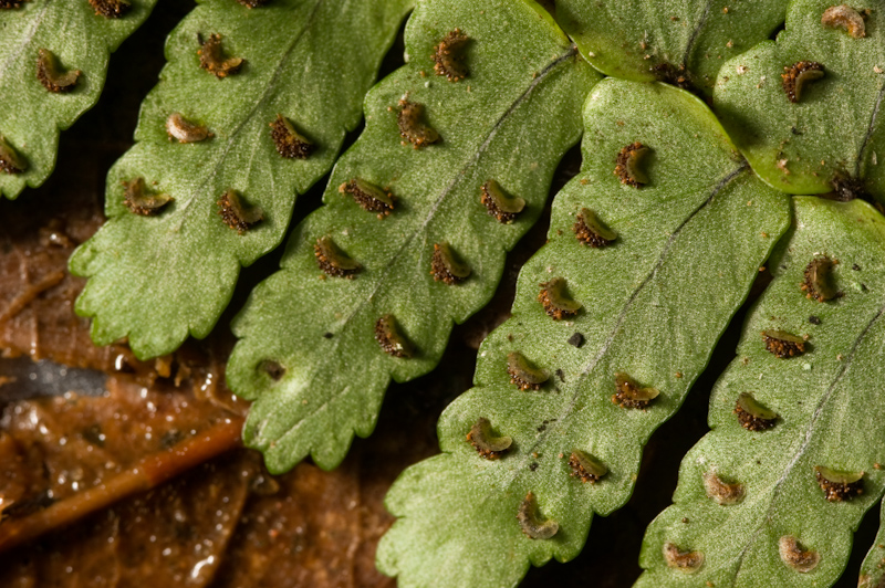 Spores on fern
