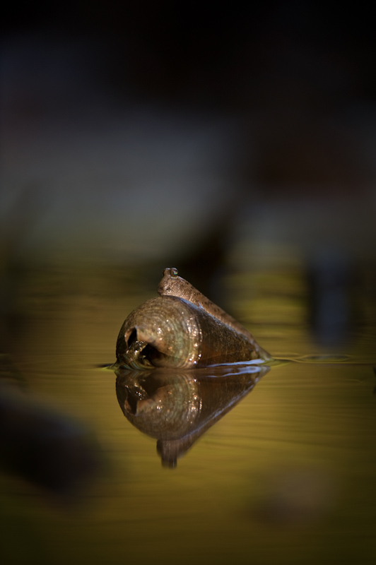 Mudskipper
