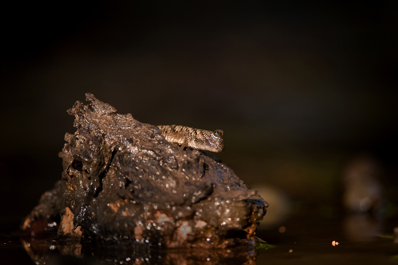 Mudskipper
