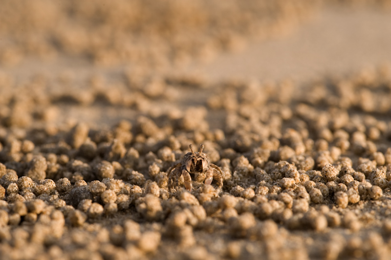 Fiddler crab
