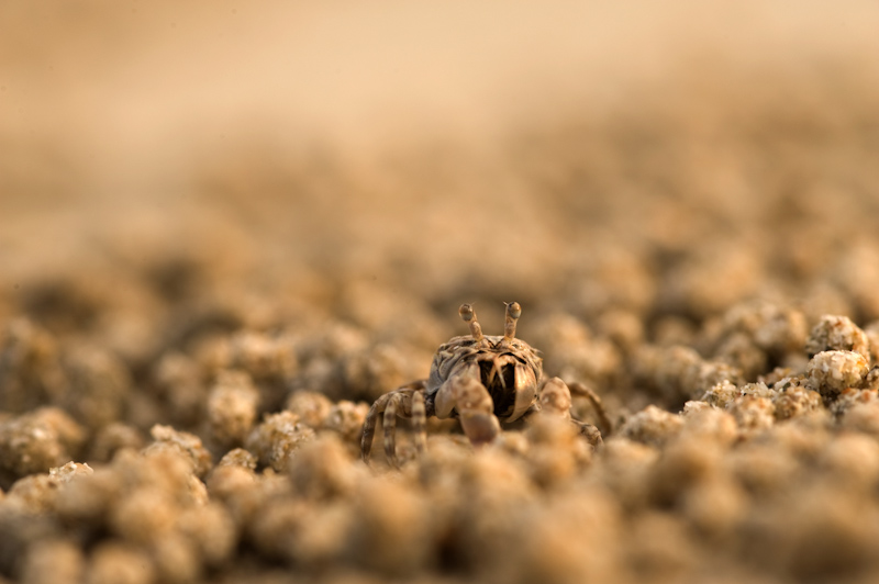 Fiddler crab
